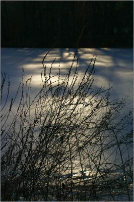 IMG_6558w.jpg