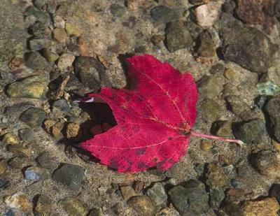 Leaf in water