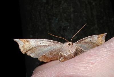 Curve-toothed Geometer (Eutrapela clemateria)