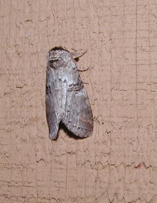 Linden Prominent (Ellida caniplaga )