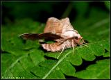 Walnut Sphinx (Laothoe juglandis)