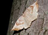 Curve-toothed Geometer (Eutrapela clemateria)