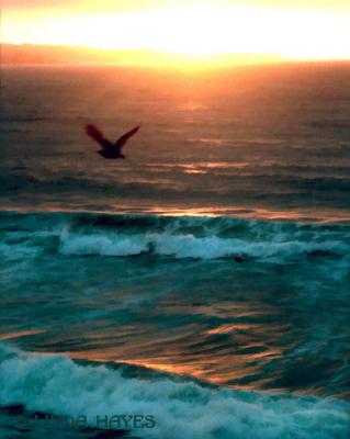 Monterey Sunset Gull bZ--old photo, new version