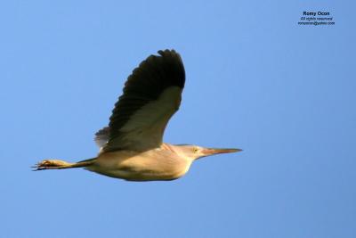 Yellow Bittern
Scientific name: Ixobrychus sinensis
Habitat: Common in freshwater wetlands