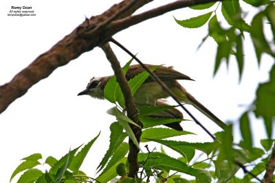 Yellow-vented Bulbul 

Scientific name: Pycnonotus goiavier 
Habitat: Common in gardens, urban areas and grasslands but not in mature forests. 

