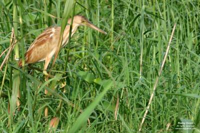 Yellow Bittern 

Scientific name: Ixobrychus sinensis
Habitat: Common in freshwater wetlands

