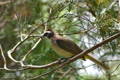 Yellow-vented Bulbul 

Scientific name: Pycnonotus goiavier 
Habitat: Common in gardens, urban areas and grasslands but not in mature forests. 

