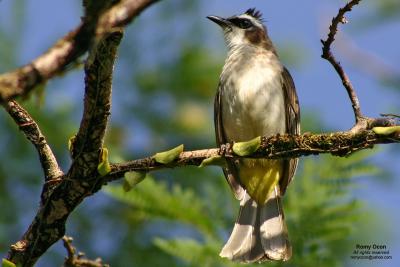 Yellow-vented Bulbul 

Scientific name: Pycnonotus goiavier 
Habitat: Common in gardens, urban areas and grasslands but not in mature forests. 

