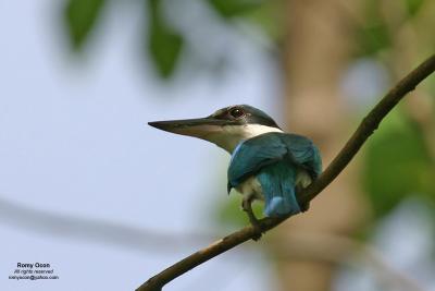White-collared Kingfisher 

Scientific name: Halcyon chloris
Habitat: Coastal areas to open country, but seldom in forest.

