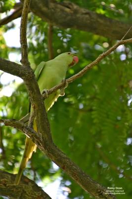 Rose-ringed Parakeet
Scientific name - Psittacula krameri
Habitat - intruduced/escapee (?)