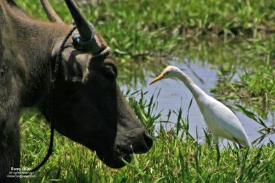 Cattle Egret 

Scientific name: Bubulcus ibis 

Habitat: Common in pastures, ricefields and marshes. 

