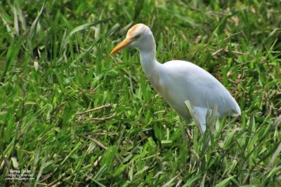 Cattle Egret 

Scientific name: Bubulcus ibis 

Habitat: Common in pastures, ricefields and marshes. 

