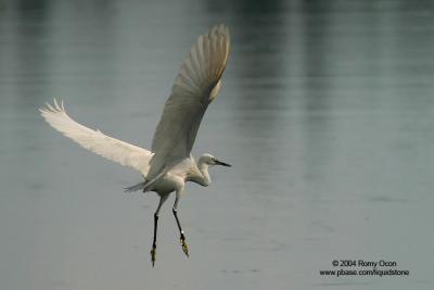 Little Egret 

Scientific name: Egretta Garzetta 

Habitat: Common in coastal marsh and tidal flats to ricefields. 

