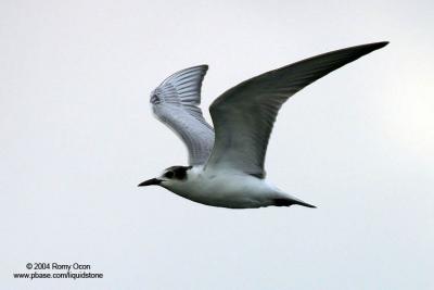 Whiskered Tern 

Scientific name: Chlidonias hybridus 

Habitat: Bays, tidal flats to ricefields. 

