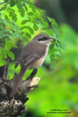 Brown Shrike 

Scientific name - Lanius cristatus 

Habitat - Common in all habitats at all elevations. 
