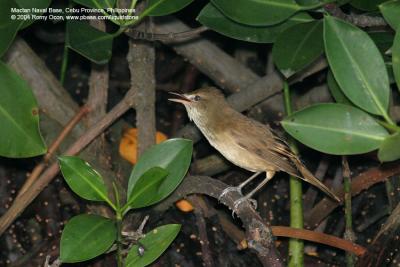 Oriental Reed-Warbler

Scientific name - Acrocephalus orientalis

Habitat - Reeds, tall grasses and shrubs in open areas.