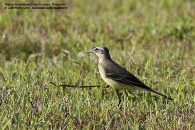 Yellow Wagtail

Scientific name - Motacilla flava

Habitat - Open country.