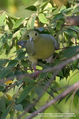 Pink-necked Green-Pigeon (Female)

Scientific name - Treron vernans 

Habitat - Uncommon, in lowlands from mangroves, cultivated areas and forests.

