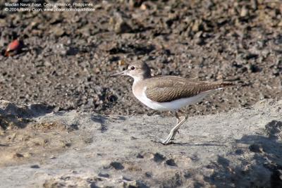 Common Sandpiper 

Scientific name - Actitis hypoleucos 

Habitat - Common along the shores of wide variety of wetlands. 
