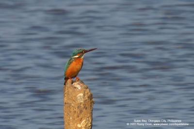 Common Kingfisher 

Scientific Name - Alcedo atthis 

Habitat - Along coasts, fish ponds and open rivers. 

[100-400 L IS + Tamron 2x TC, 740 mm]
