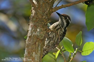 Philippine Pygmy Woodpecker 
(a Philippine endemic) 

Scientific name - Dendrocopos maculatus 

Habitat - Smallest Philippine woodpecker, common in lowland and montane forest and edge.

[100-400 L IS + Tamron 2x TC, 740 mm]