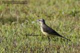Yellow Wagtail

Scientific name - Motacilla flava

Habitat - Open country.