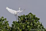 Little Egret
Scientific name: Egretta Garzetta
Habitat: Common in coastal marsh and tidal flats to ricefields.