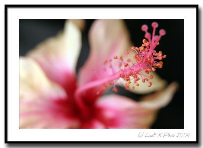 Hibiscus Abstract Gal2.jpg