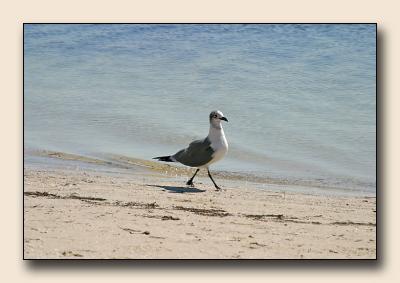 Beach_Penny+Joey_002.jpg