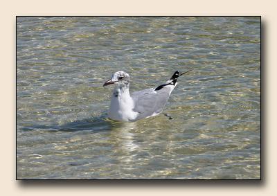 Beach_Penny+Joey_034.jpg