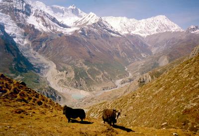 Yaks at the Ice lake