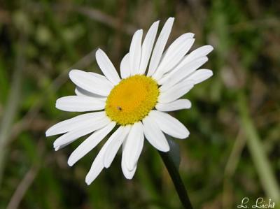 Ox-eye Daisy 125.jpg