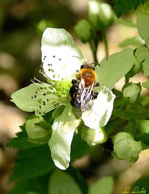 Bzzzzzzzzz 133.jpg
