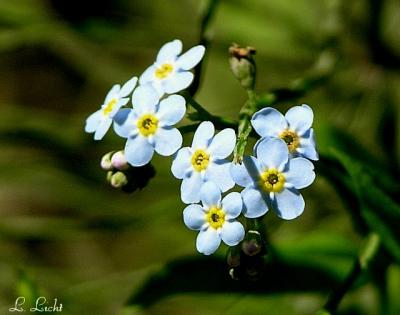 u46/lloydl/medium/29757219.Forgetmenots110.jpg