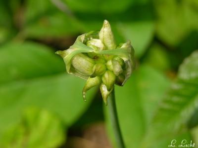 Wild onion .jpg