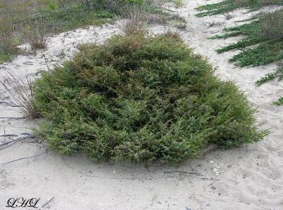 Horizontal Juniper 782.jpg