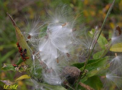 Poof 0770.jpg