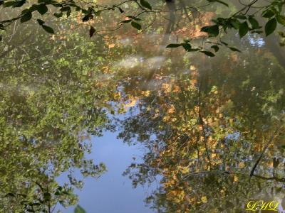 Relections in a muddy river0060.jpg