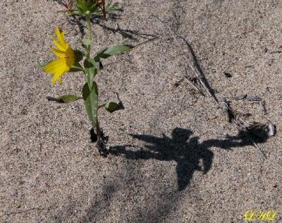 Shadow in the Sand 0162.jpg
