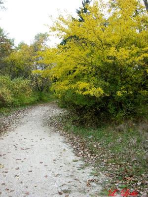 Fall 021a.jpg