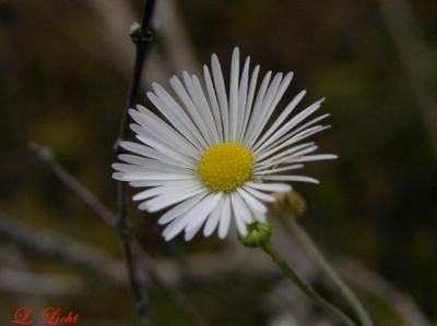 Fall 044a.jpg