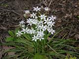 Star of Bethlehem 077.jpg