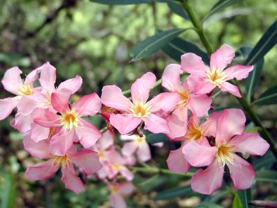Pink Oleander blossoms