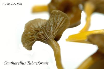 Cantharellus Tubaeformis - October 24-04