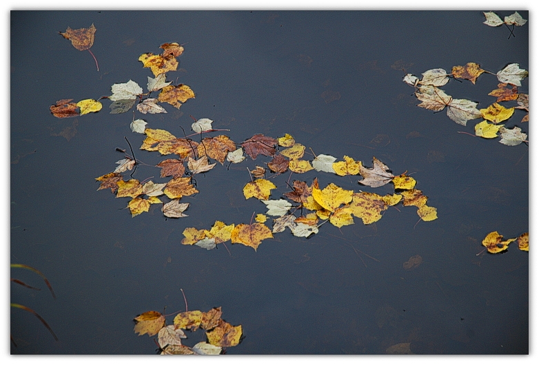 DSC_0767a.JPG