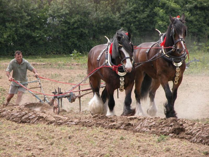 Major & Claude (Shires)