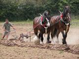 Major & Claude (Shires)