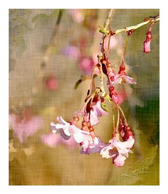 spring_flowers