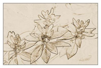 photo_art