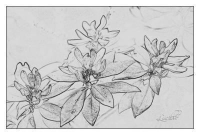 u46/luegg/medium/29718455.rhododendronblkwhtdone.jpg